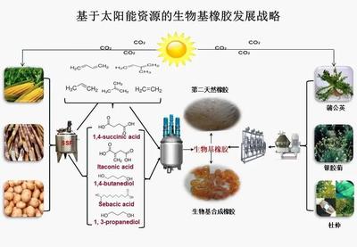 北京化工大学:“十三五”国家重点研发计划项目“新型生物基橡胶材料制备技术与应用示范”顺利通过项目综合绩效评价