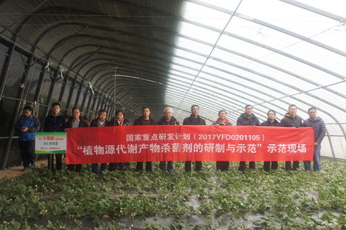 山东省农业科学院 国家重点研发计划课题 植物源代谢产物杀菌剂的研制与示范 现场观摩会在济南召开