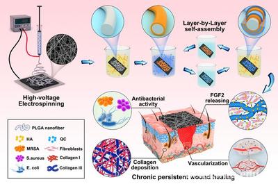 武汉大学王行环教授团队在生物医用高分子材料领域取得新进展