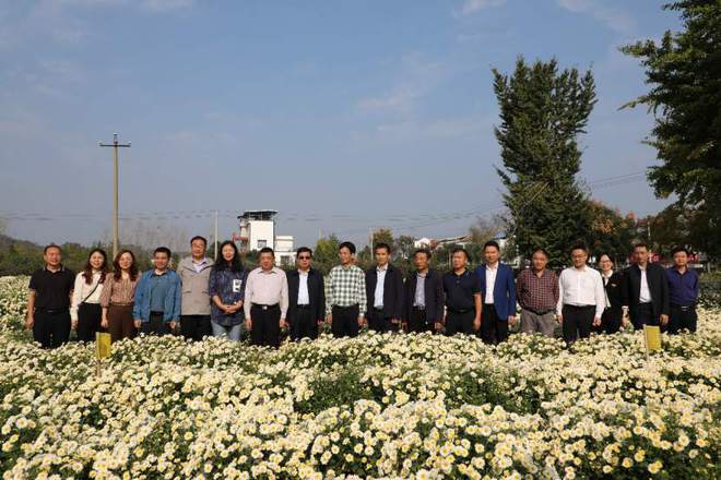 我国科学家解决福白菊连作难题