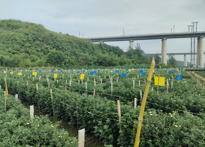 中安在线黄山频道|喜讯!歙县溪头镇蓝黄板实验基地试用成功