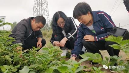 专注生物农药研发 服务绿色农业发展--记甘肃省科学院生物研究所农业生物技术研究室主任刘锦霞