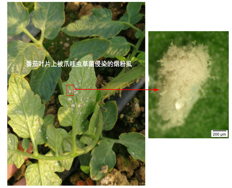 历经十余年攻关,江苏省农科院团队研发出新型生物农药