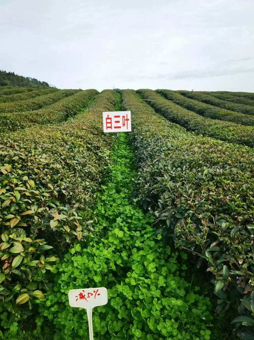 婺源 茶科技 服务护航茶产业绿色发展