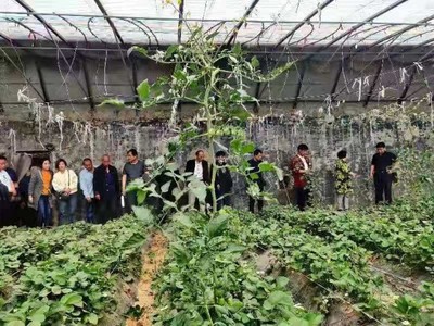 禹城组织种粮大户参观CKSB生态农业