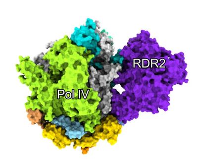 破解第四种“细胞CPU”,上海科学家再登《科学》:一次食堂交流,“解锁”教科书级生命奥秘