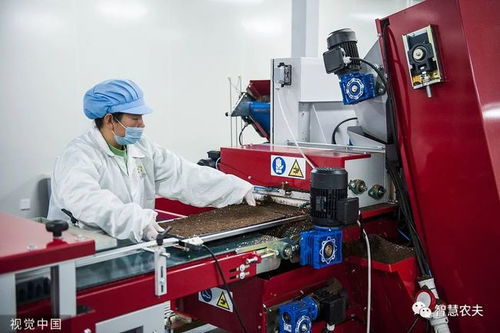 走进 植物工厂 探访现代工厂化智慧育苗基地