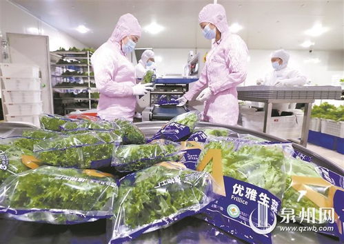 种菜不再 靠天吃饭 无人植物工厂里的 新质 密码