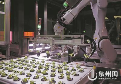 种菜不再“靠天吃饭” 无人植物工厂里的“新质”密码