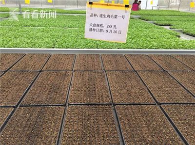 上海交大团队研发先进技术 生产无病菌零农药生态鸡毛菜