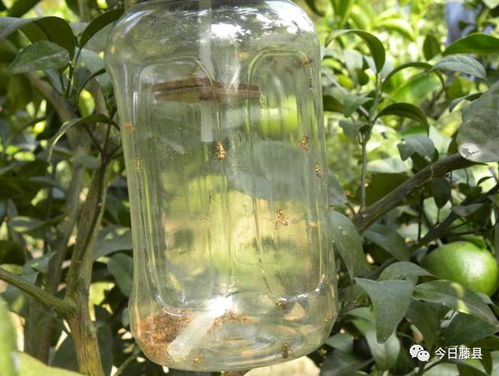 水果局