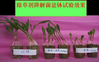农药残留微生物降解技术