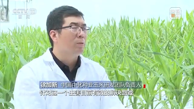 焦点访谈丨饭碗里的“中国芯”--餐桌内外看变化