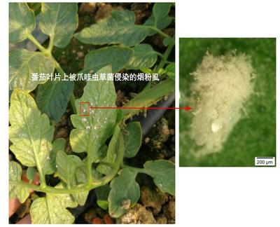 江苏省农科院团队历经十余年研发的生物农药已获登记,意欲寻求科企合作