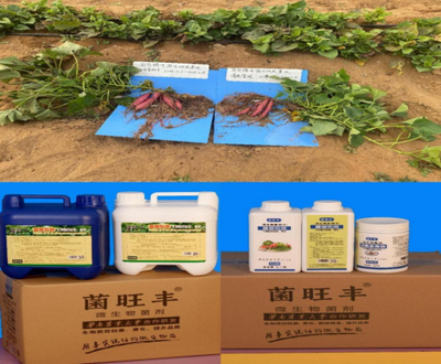 解码微生物前沿技术 赋能农业绿色发展新路径