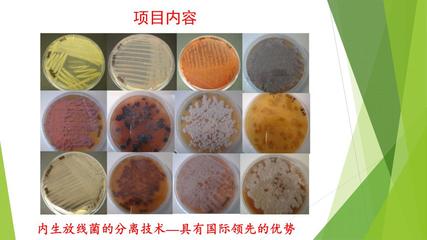 商业计划书|新型生物农药--超高活性植物内生放线菌的开发应用