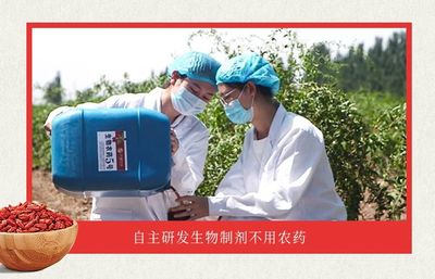 这种小果子,被外国人称为“植物伟哥”!但我们平时都吃错了