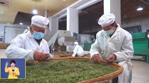 强县工程看黄冈 茶旅融合让茶香不怕 巷子深
