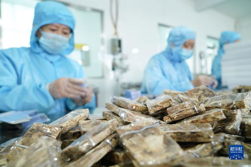 守好最北生态屏障 黑龙江大兴安岭林区转型记与生物基材料技术研发