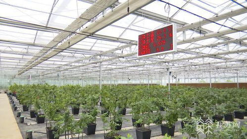 农田被植入“大脑” 智慧农业与生物农药技术的前景与挑战